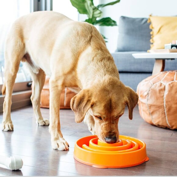 OUTWARD HOUND Fun Feeder Dog Bowl Interactive Slow Eating 10" x 2" - Picture 7 of 9